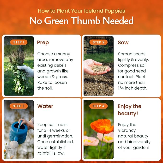 Created by Nature Iceland Poppy Seeds, 34,700 Perennial Wildflower Seeds