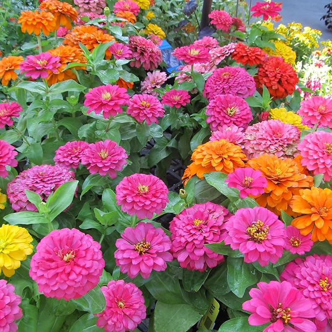 1000+ Crazy Blend Zinnia Seeds for Planting Non-GMO Mixed Color Zinnia Flowers Seeds for Home Yard Garden Heirloom Wildflower