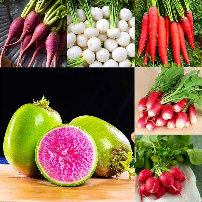Mixrug 7 Types Radish Seeds Pack for Planting, 840pcs Non-GMO Heirloom Radish Vegetable Seeds, Vegetables Plants Home Fresh Food Garden for Outdoors Indoors