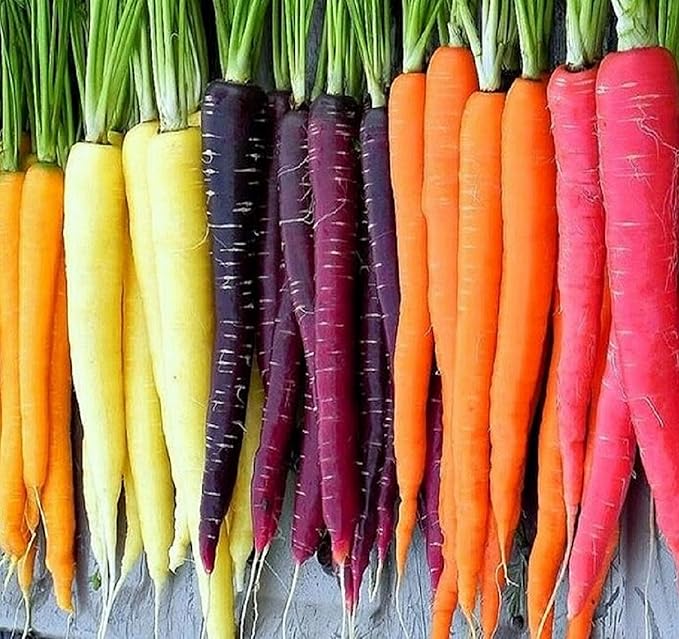 Rainbow Carrot Seeds for Planting Heirloom Non GMO Packets 750 Seeds – Plant & Grow Rainbow Carrots in Home Outdoor Garden, Great Gardening Gift – 3 Packets