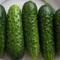 Pioneer F1 Hybrid Cucumber Seeds 3 Gram ~100 Seeds – Pickling Variety – Crisp, Non-GMO – 50 Days – Disease Resistant to Scab, Downy Mildew & Alternaria – Cucumis sativus