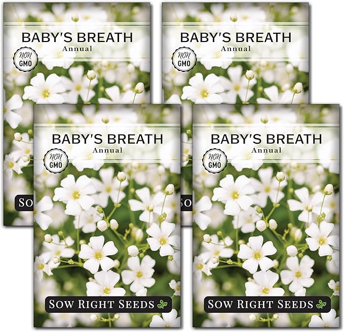 Sow Right Seeds - Annual Baby’s Breath Seeds for Planting - Non-GMO White Flowers Heirloom Packet with Instructions to Plant in Your Home Garden - Snow Like Blooms - Fresh and Dried Cut Flower (4)