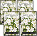 Sow Right Seeds - Annual Baby’s Breath Seeds for Planting - Non-GMO White Flowers Heirloom Packet with Instructions to Plant in Your Home Garden - Snow Like Blooms - Fresh and Dried Cut Flower (4)