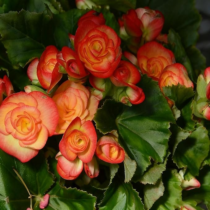 100+ Begonia Flower Seeds for Planting, Perennial Mixed Color Begonia Seed, Non-GMO Heirloom Begonia Flower Seeds for Bonsai Decoration, Home Garden