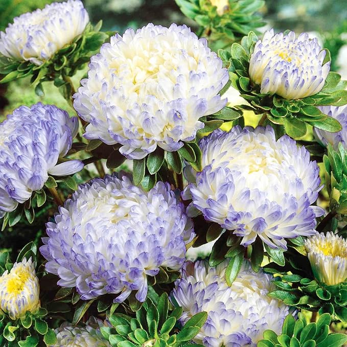 1000+ Perennial Aster Flower Seeds for Planting Outdoors-Rainbow Flower Garden Home Fragrant Butterfly