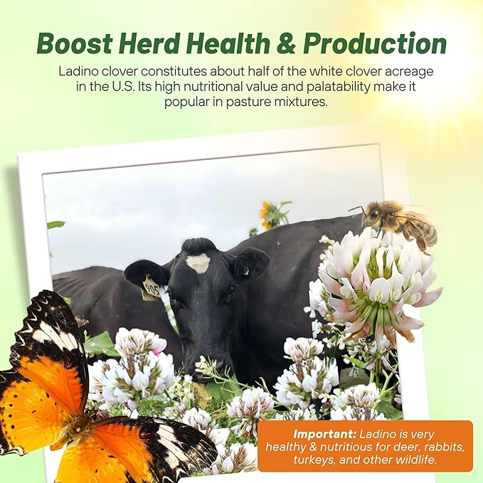 Outsidepride Perennial White Ladino Clover Seed - 5 lbs. Nitrocoated, Inoculated Bulk Clover Seeds, Ideal for Pasture, Forage, Food Plots & Wildlife Ground Cover for Continuous & Rotational Grazing