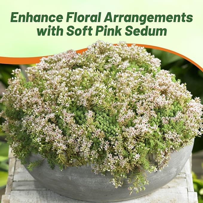 Outsidepride Hispanicum Sedum Seeds - 2000 Pcs Perennial Ground Cover Seeds for Planting, Cold-Hardy & Heat-Tolerant Succulent Plants, Ideal for Rock Gardens, Containers, and Xeriscaping