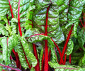 100 + Pcs Seeds Swiss Chard Collection for Planting - Individual Packets of Red Ruby Swiss Chard & Perpetual Spinach Swiss Chard - Non-GMO Heirloom (Red Ruby Swiss Chard)