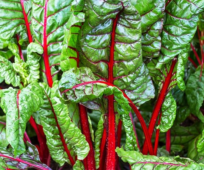 100 + Pcs Seeds Swiss Chard Collection for Planting - Individual Packets of Red Ruby Swiss Chard & Perpetual Spinach Swiss Chard - Non-GMO Heirloom (Red Ruby Swiss Chard)