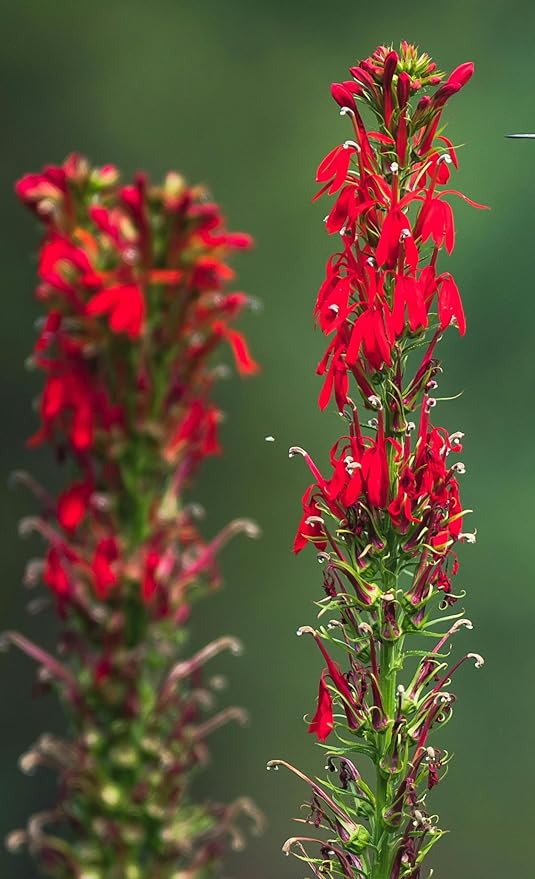 Cardinal Flower Seeds (Lobelia cardinalis) - Brilliant Red Blooms for Pollinator Gardens, Wet Areas, and Borders | Non-GMO, Hardy Perennial for Part Shade and Moist Soil (150)
