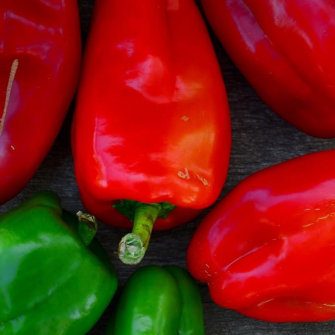 Napoleon Sweet Red Bell Pepper - 25 Seeds - Rare Heirloom & Open-Pollinated Variety, USA-Grown, Non-GMO Vegetable Seeds for Planting Outdoors in The Home Garden, Thresh Seed Company