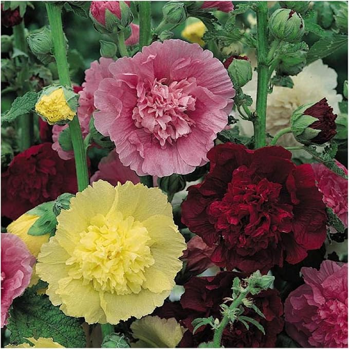 Seed Needs Hollyhock Seeds Double Majorette Blend | 1,000+ Heirloom Seeds Alcea Rosea Biennial Flower | Bulk Holly Hock Seed Garden Favorite | Multicolored Blooms Attracts Pollinators