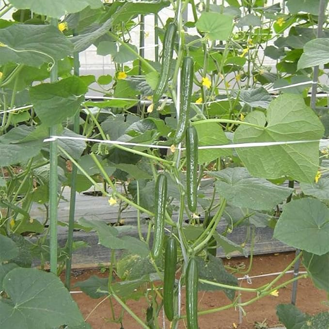 Cucumber Seeds - Housaku - Hybrid - 500 Mg Packet ~18 Seeds - Non-GMO, F1 Hybrid - Asian Garden Vegetable