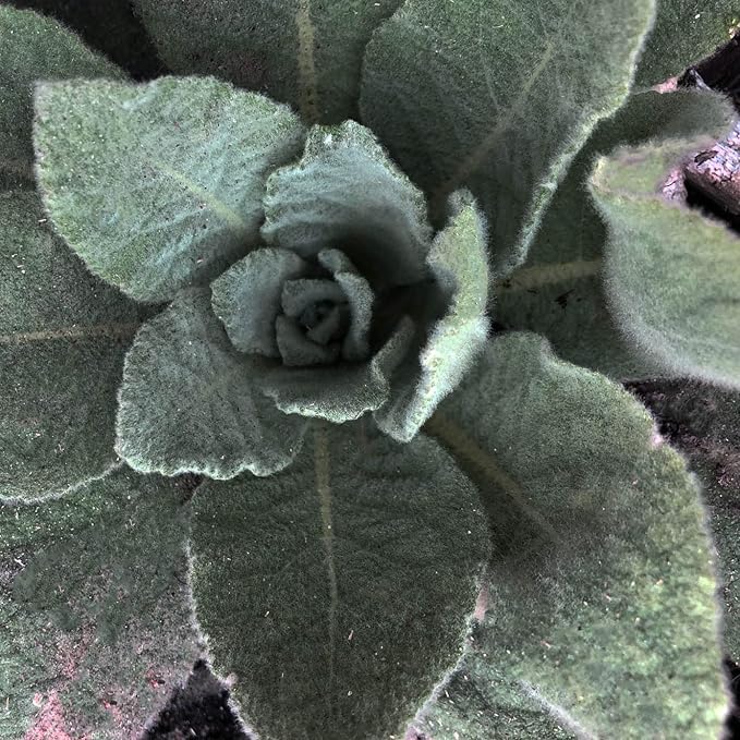 Organic Bulk Mullein Seeds (Verbascum thapsus) 500 Seeds (0.5 Grams) - Aaron’s Rod, Great Mullein, Common Mullein, Velvet Plant, Toilet Paper Plant