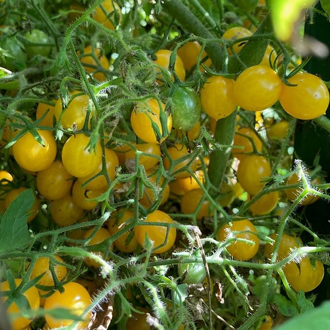 Blondkopfchen Yellow Cherry Tomato - 50 Seeds - German Heirloom Tomato Variety, Easy-to-Grow and Sweet, USA-Grown, Non-GMO Vegetable Seeds for Planting Outdoors in The Garden, Thresh Seed Company
