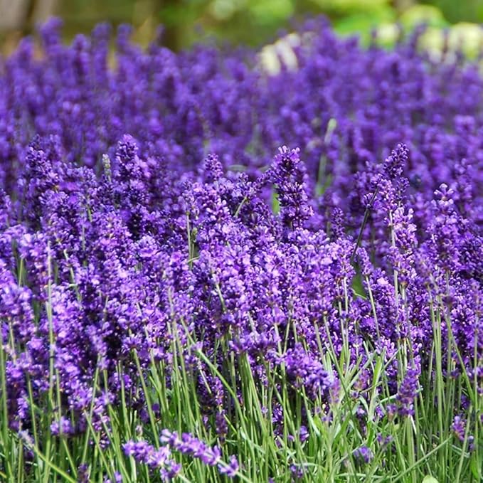 English Lavender Seeds for Planting Outdoors or Indoors, 7000+ Heirloom Non-GMO Seeds, 90% Germination Rate, Container, Herb Garden, Culinary & Crafts (0.7 Ounce Pouch)