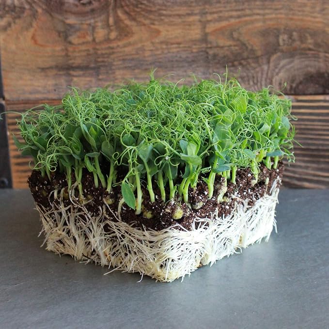 Tendril Pea Microgreens Seeds - 4 Oz ~360 Seeds - Non-GMO Peas Sprouting Seed for Vegetable Gardening, Cover Crop, Microgreen Pea Shoots