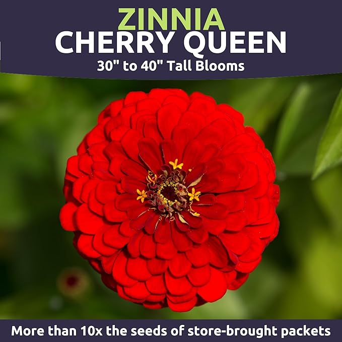 Zinnia Cherry Queen – Large 4 Ounce Packet – 16,000 Flower Seeds for Planting – Zinnia elegans