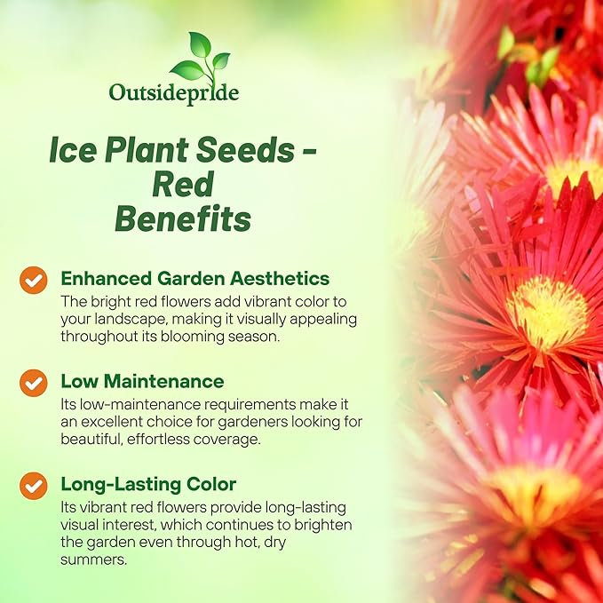 Outsidepride Gelato Red Ice Plant Seeds - 10000 Pcs Perennial, Drought Tolerant Ground Cover Seeds for Planting Vibrant Trailing Blooms, Ideal for Sunny Gardens & Xeriscape Landscaping