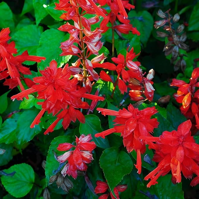 50 Scarlet Sage Flower Seeds for Planting, Perennial Rare Salvia Seed, Non-GMO Arizona Sandstone Agastache Seeds for Garden Home Plant