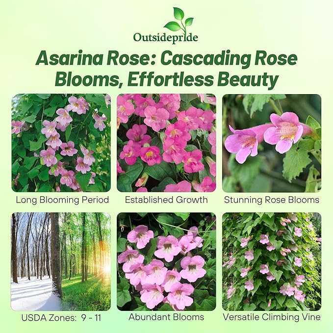 Outsidepride Rose Asarina Climbing Snapdragon Seeds - 100 Pcs Perennial Flower Seeds for Planting, Easy to Grow Climbing Vines w/Attractive Flowers for Containers, Trellises, & Ground Cover