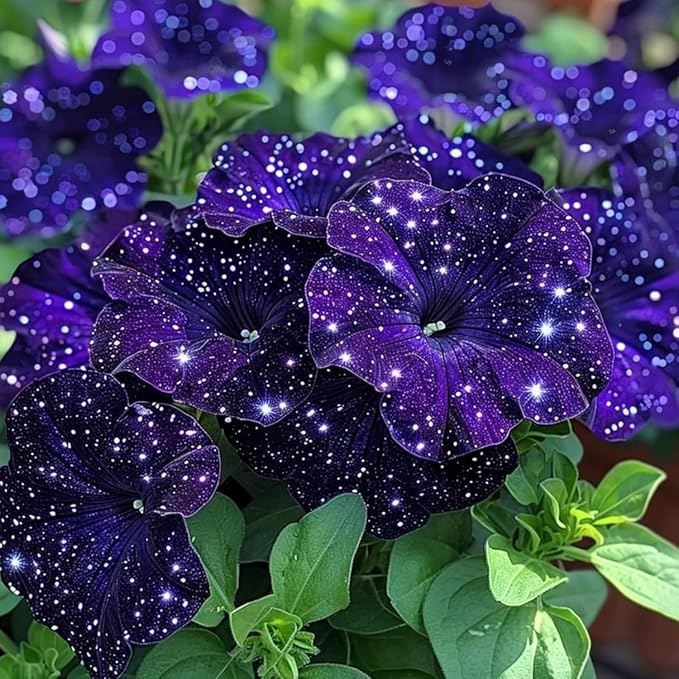 400+ Rare Night Sky Petunia Seeds Petunia Flowers Seeds for Planting Garden Hanging Baskets Flowers Annual Petunia Plant