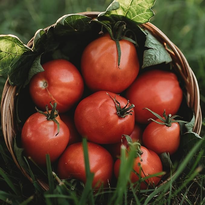 Grushovka Siberian Plum Tomato - 50 Seeds - Rare Heirloom, Determinate Short Season Tomato, Non-GMO Plum Tomato Seeds for Planting in The Home Garden, Thresh Seed Company