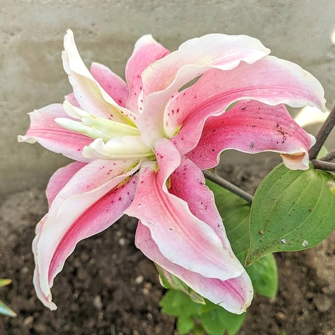 Easy to Grow Lilium Oriental Lily 'Distant Drum' Plant Bulbs (3 Pack) - Pink Fragrant Double-Flowering Blooms in Summer Gardens