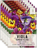 Seed Needs Viola Seeds for Planting Bambini Violas - Heirloom & Open Pollinated Annual Flowers to Plant and Grow an Outdoor Wildflower Butterfly Garden to Attract Pollinators (5 Packs)