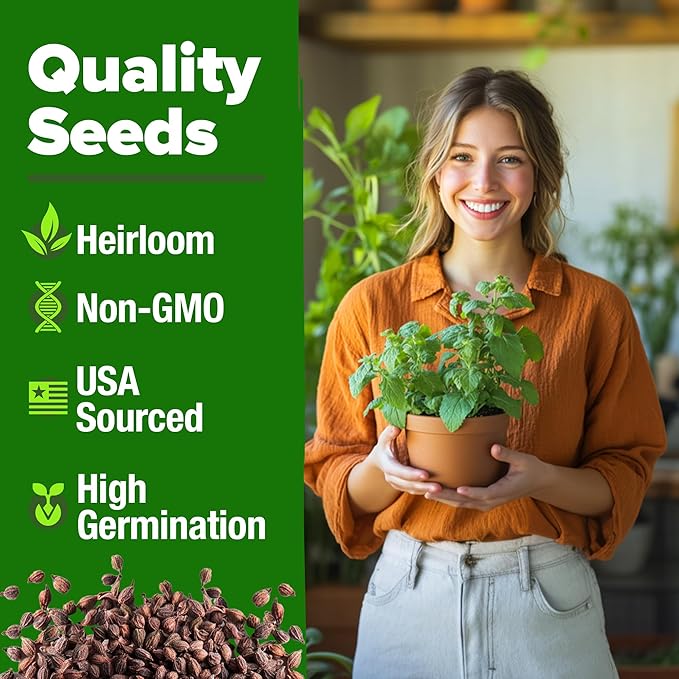 HOME GROWN Catnip Seeds (2 Pack) Heirloom Herb 4232 Seeds - Indoor or Outdoor Seed - High-Germination Cat Nip - Cat Safe Plants (Nepeta cataria)