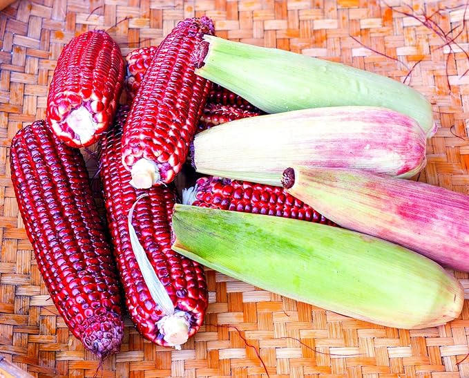 Red Corn Seeds for Planting - Bloody Butcher Indian Corn - Grown in Iowa - Stunning Color (250 Seeds)