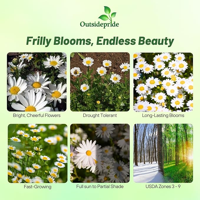 Outsidepride Creeping Daisy Chrysanthemum Seeds - 5,000 Pcs. Annual, Drought Tolerant Flower Seeds for Planting in Pollinator Gardens, Cut Flowers & Low Maintenance Landscaping