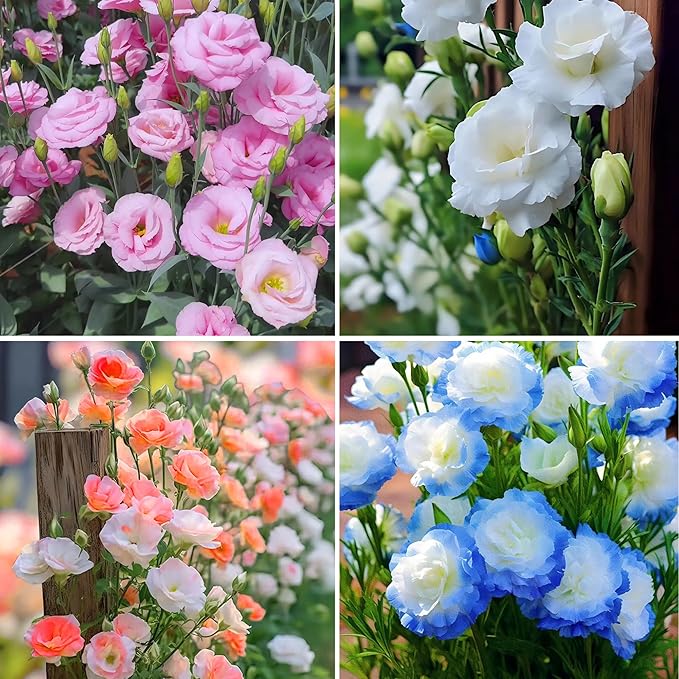 Mix Lisianthus Seeds for Planting, 301+pcs Perennial Lisianthus Flower Seeds, Non-GMO Cut Flowers Beauty Ornamental Flowers Plants for Home Garden Outdoors Indoors