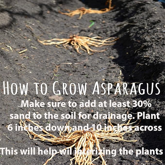 Mary Washington 25 Live Asparagus Bare Root Plants -2yr-Crowns from Hand Picked Nursery