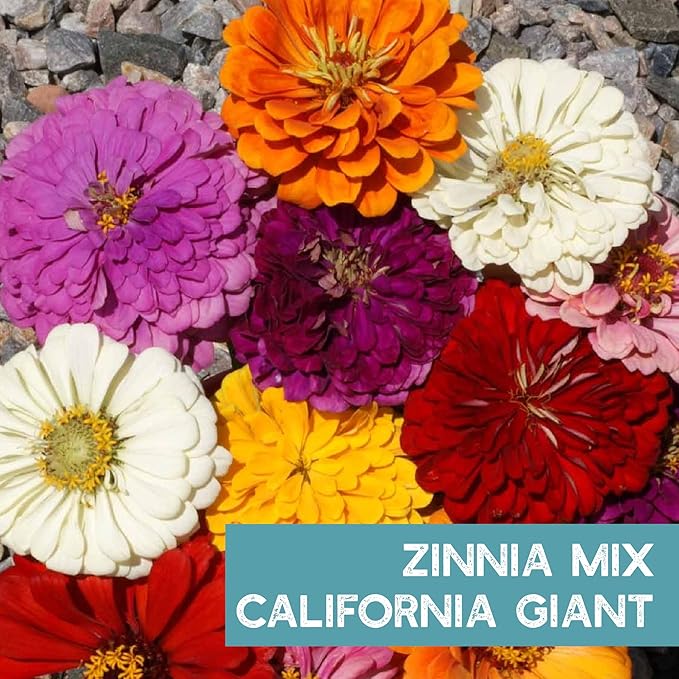 Zinnia Seeds for Planting Outdoors ~1,500 California Giant Mix Zinnia Seeds - Beautiful 4' Tall Wildflower Blossoms - Zinnia elegans Pollinator Seed Mix - Bright, Cheerful Annual Flower Seed