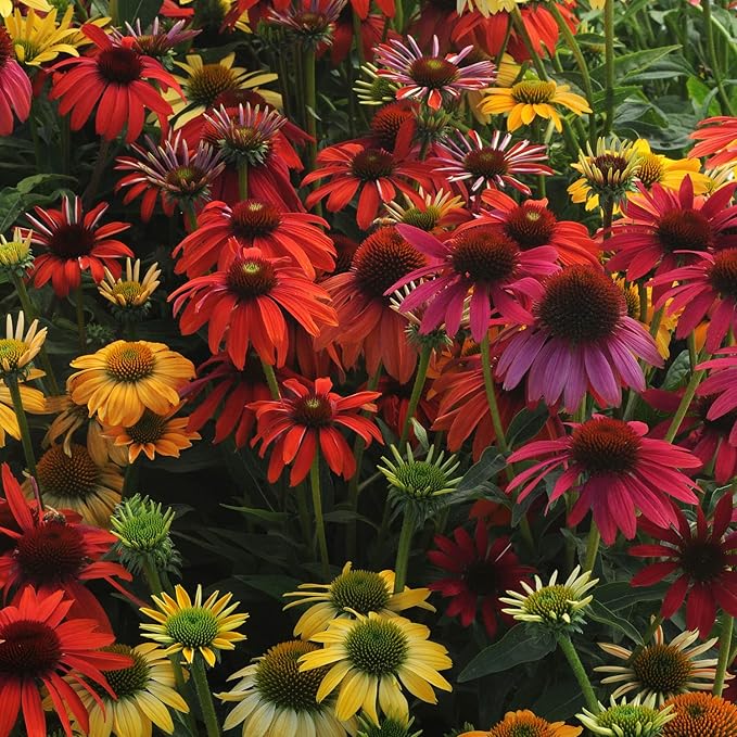 Outsidepride Cheyenne Spirit Echinacea Coneflower Seeds - 20 Pcs Perennial, Drought Tolerant Mix of Purple Coneflower Seeds for Planting, Attracts Birds & Butterflies for Xeriscape (AAS Winner)