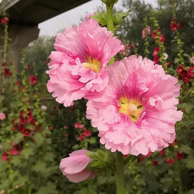 50 Hibiscus Flower Seeds for Planting, Mix Color Beautiful Hibiscus Seed, Non-GMO Perennial Hibiscus Flower Seeds for Small Garden Border, Home Outdoor
