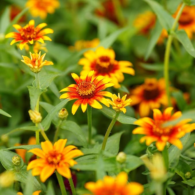 Eden Brothers Zinnia Seeds - Old Mexico, Non-GMO Seeds for Planting, 1 oz | Low-Maintenance Flower Seeds, Plant During Spring, Zones 3, 4, 5, 6, 7, 8, 9, 10