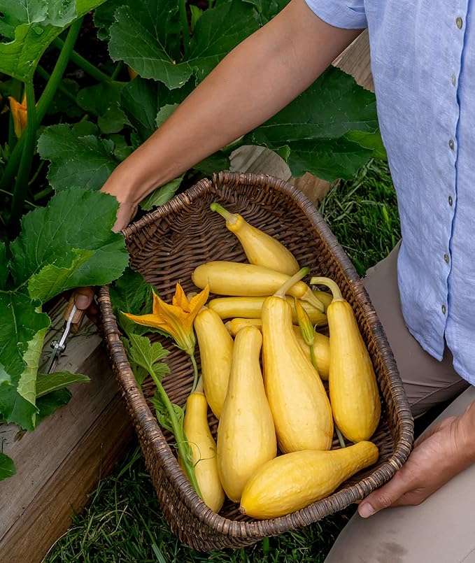 Burpee Saffron Summer Squash Seeds 100 seeds