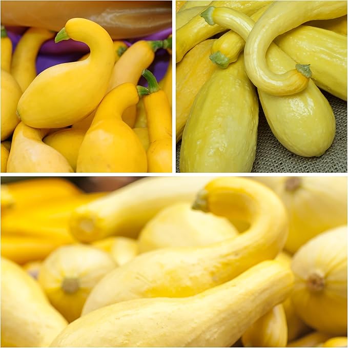 Seed Needs Crookneck Squash Seeds for Planting Summer Squashes - Non-GMO Heirloom & Untreated Cucurbita Seed to Plant an Outdoor Home Grown Vegetable Garden (1 Pack)