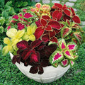 100 Coleus Rainbow Seeds Mix Dwarf Coloured Flowers to Plant & Grow Bush Plants Garden Flower Seeds