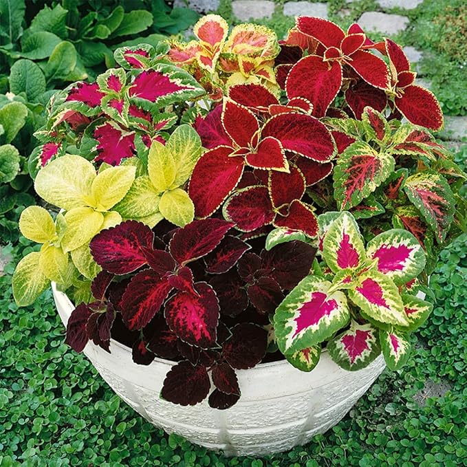 100 Coleus Rainbow Seeds Mix Dwarf Coloured Flowers to Plant & Grow Bush Plants Garden Flower Seeds
