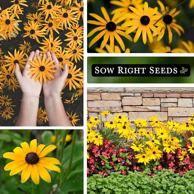 Sow Right Seeds - Black Eyed Susan Flower Seeds for Planting - 75000 Seeds, 20 Grams - Non-GMO Heirloom Bulk Jumbo Pack to Plant a Home Garden - Perennial Wildflowers Attract Pollinators