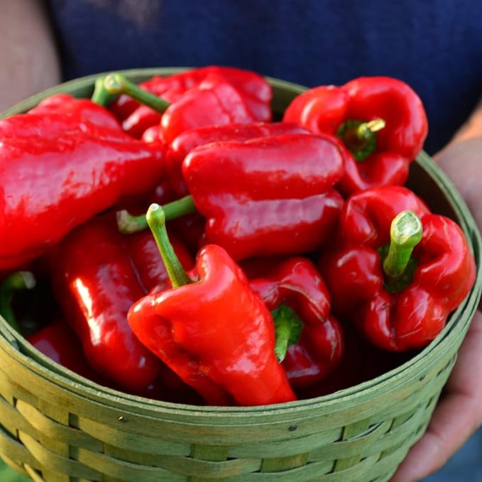 Ausilio Thin Skin Italian Chile Pepper - 25 Seeds - Rare Heirloom & Open-Pollinated Variety, Non-GMO Vegetable Seeds for Planting in The Home Garden, Thresh Seed Company