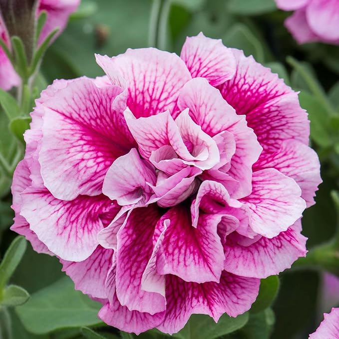 330+Perennial Petunia Double Flower Seed for Planting Outdoor