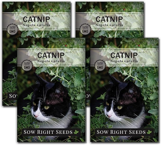 Sow Right Seeds - Catnip Seed for Planting - Popular Herb for Happy Cats - Non-GMO Heirloom Packet with Instructions to Plant and Grow - A Gift for The Cat Lover - Perennial Herb Indoors (4)