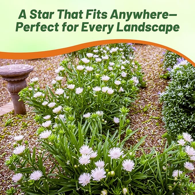 Outsidepride White Star Stokesia Seeds - 50 Pcs. Perennial, Compact, Easy to Grow & Drought Tolerant, Flower Seeds for Planting Fragrant Aster-Like White Blooms for Landscaping & Pollinator Gardens