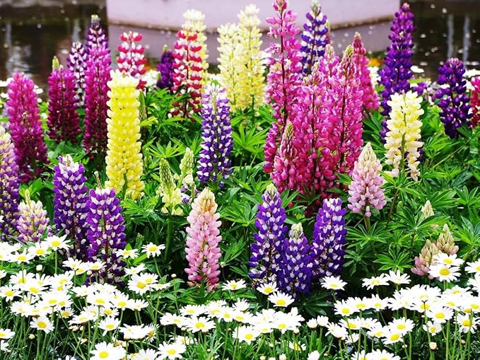 NIKA SEEDS - Seeds Flowers Lupine Giant Mix Perennial - 30 Seeds
