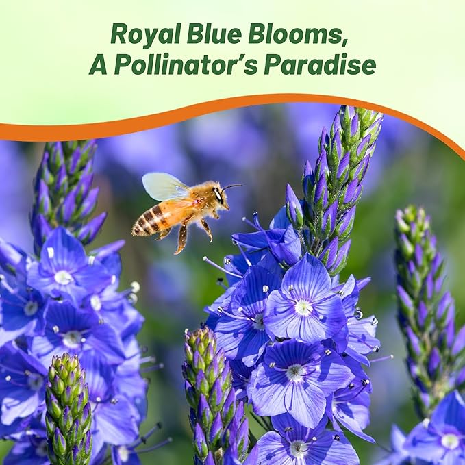 Outsidepride Royal Blue Speedwell Veronica Seeds for Planting - 1000 Pcs Pollinator-Friendly Perennial Flowers w/Upright Spikes,Tall & Tidy Growth for Smaller Gardens, Containers, or Borders