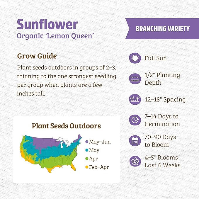 Back to The Roots 100% Organic Seed Packet - Sunflower 'Lemon Queen' 700mg